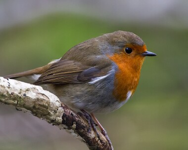 robin190110 Robin Braddan, Isle of Man