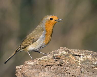 robin190208 Robin Private farm, Cheshire