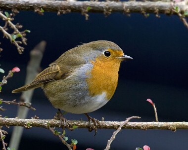 robin221108 Robin Ramsey, Isle of Man