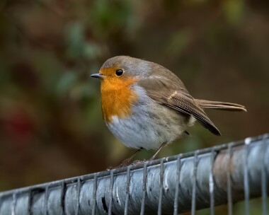 robin261025 Robin Port Soderick, Isle of Man