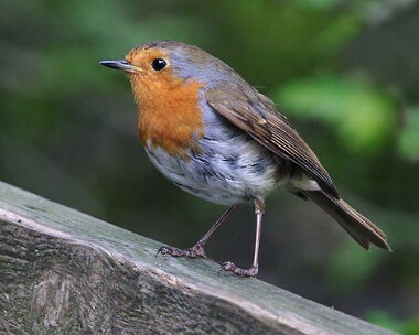 robin9 Robin Delamere forest, Cheshire