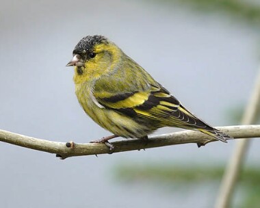 siskin Siskin Ramsey, Isle of Man