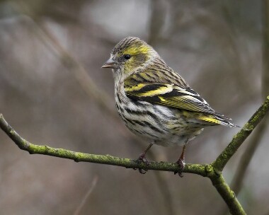 siskin201208c Siskin Ramsey, Isle of Man