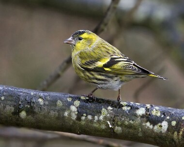 siskin201208d Siskin Ramsey, Isle of Man
