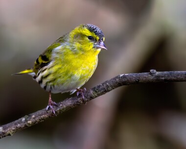 siskin290110b Siskin Ramsey, Isle of Man