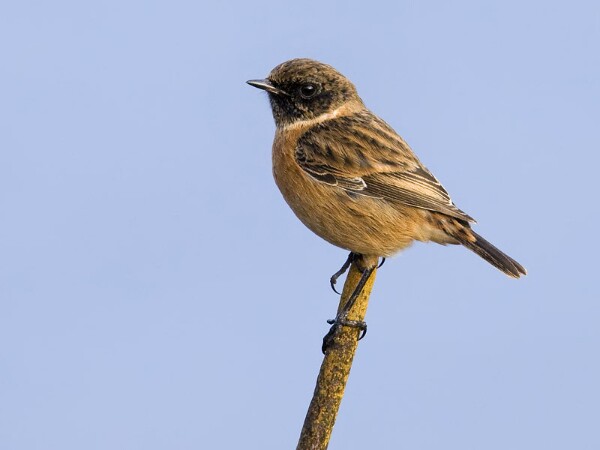 Stonechat