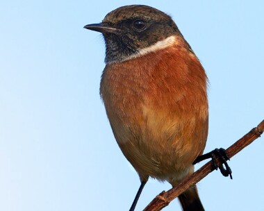 stonechat061110 Stonechat Langness, Isle of Man