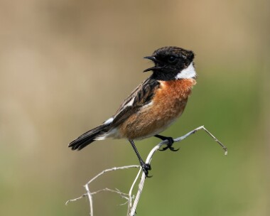 stonechat080508 Stonechat Smeale, Isle of Man