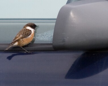 stonechat10 Stonechat Derbyhaven, Isle of Man