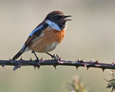 stonechat11 Stonechat Derbyhaven, Isle of Man