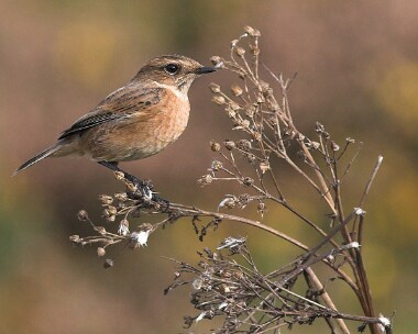 stonechat12 Stonechat Ballaghennie, Isle of Man