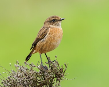 stonechat121025 Stonechat Marine Drive, Douglas