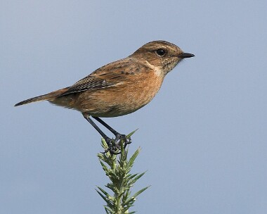 stonechat13 Stonechat Ballaghennie, Isle of Man