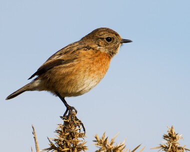 stonechat140412 Stonechat Langness, Isle of Man