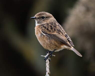 stonechat181025 Stonechat Point of Ayre, Isle of Man