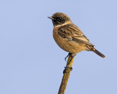 stonechat241107 Stonechat Ramsey, Isle of Man