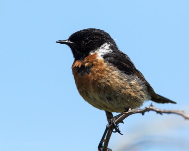 stonechat250715 Stonechat Langness, Isle of Man