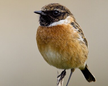 stonechat260209 Stonechat Derbyhaven, Isle of Man