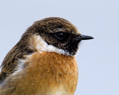 stonechat260209b Stonechat Derbyhaven, Isle of Man