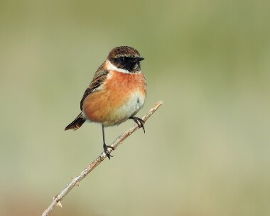 stonechat271215 Stonechat Ballaghennie, Isle of Man