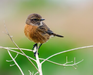 stonechat281023 Stonechat Langness, Isle of Man