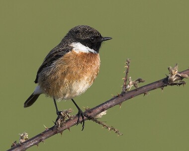 stonechat290407 Stonechat Maughold, Isle of Man