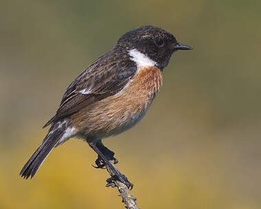 stonechat6 Stonechat Santon Gorge, Isle of Man