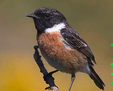 stonechat8 Stonechat Santon Gorge, Isle of Man
