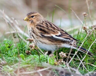 twite Twite Point of Ayre, Isle of Man