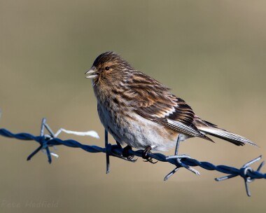 twite090513 Twite Balranald, North Uist