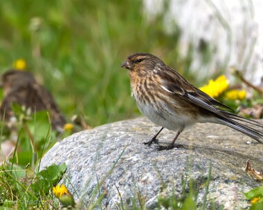 twite100513 Twite South Uist