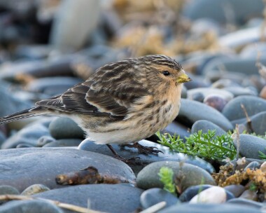twite121225 Twite Point of Ayre, Isle of Man