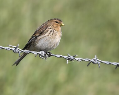 twite20070320 Twite Point of Ayre, Isle of Man