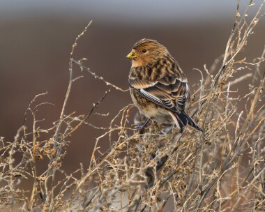 twite221125 Twite Langness, Isle of Man