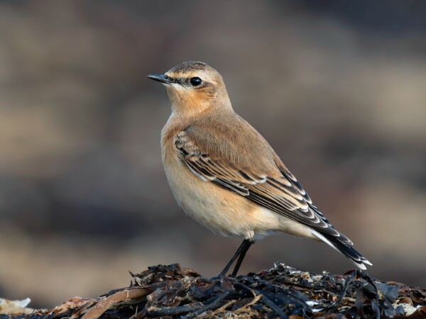 Wheatear