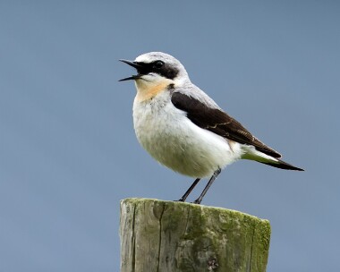 wheatear030614 Northern Wheatear Achlean, Scotland