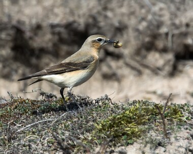 wheatear040415b Northern Wheatear Smeale, Isle of Man