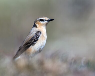 wheatear040515 Northern Wheatear Winterton Dunes, Norfolk