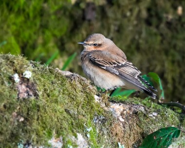 wheatear041019 Northern Wheatear Lands End, Cornwall