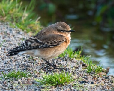 wheatear041019b Northern Wheatear Lands End, Cornwall