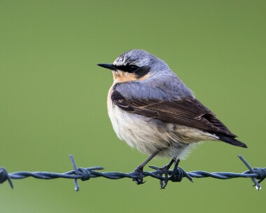 wheatear080512 Northern Wheatear Cley, Norfolk