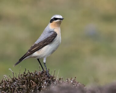 wheatear080516 Northern Wheatear Ballaghennie, Isle of Man