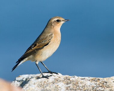 wheatear161011 Northern Wheatear Ramsey, Isle of Man