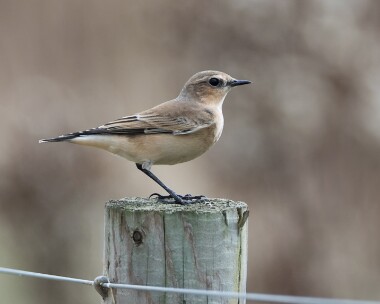 wheatear220916 Northern Wheatear Smeale, Isle of Man