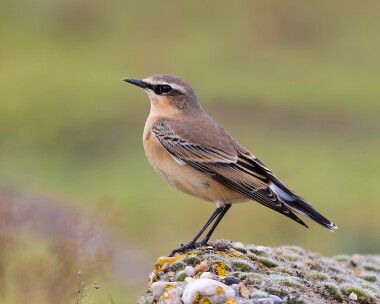 wheatear230910 Northern Wheatear Rspb Snettisham, Norfolk