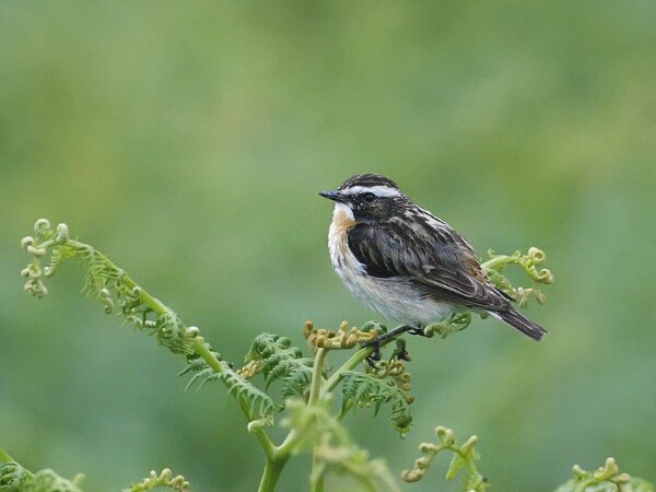 Whinchat