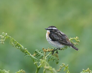 whinchat010707 Whinchat Laxey, Isle of Man