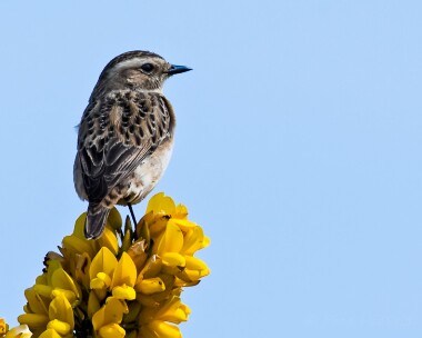 whinchat080516 Whinchat Ballaghennie, Isle of Man