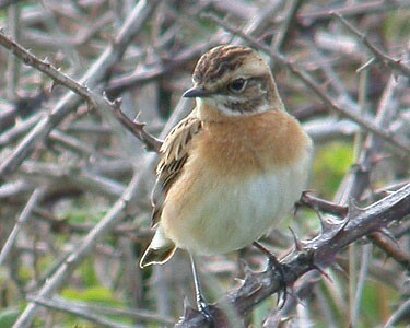 whinchat1 Whinchat The Phurt, Isle of Man