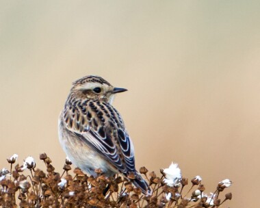 whinchat131012 Whinchat Gramborough Hill, Norfolk